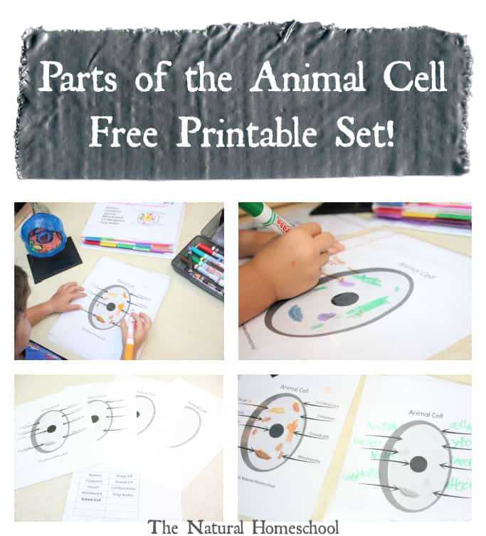 Parts of the Animal Cell (Free Printables)