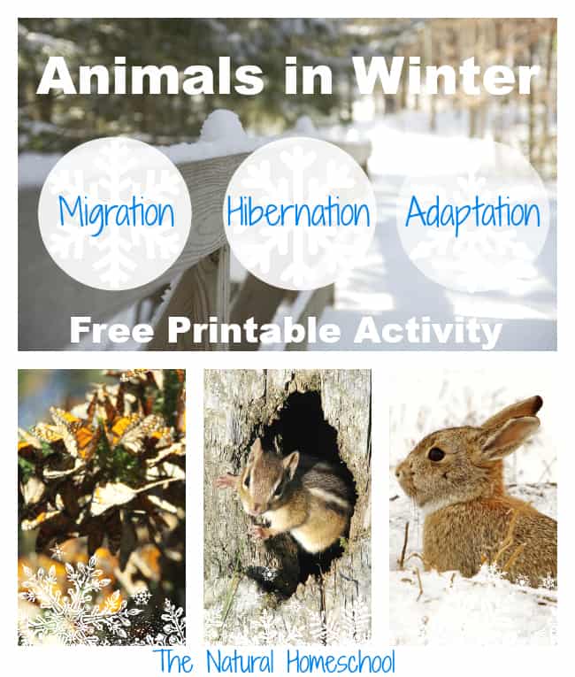 Animals in Winter: Migration, Hibernation & Adaptation {Free Printable}