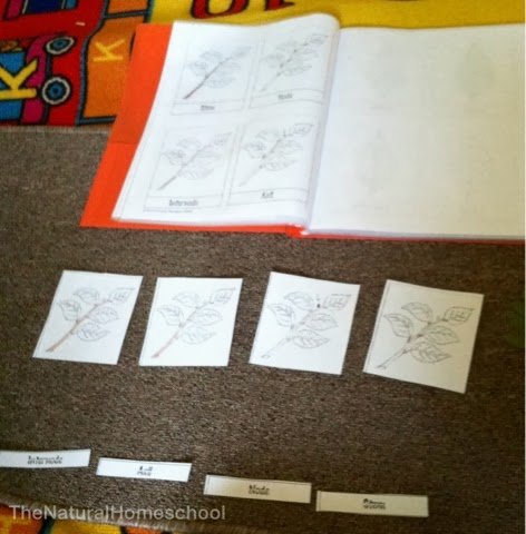 Montessori Homeschool Fall Science/botany PARTS OF A LEAF Nomenclature materials 