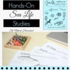 Hands-On Sea Life Lessons