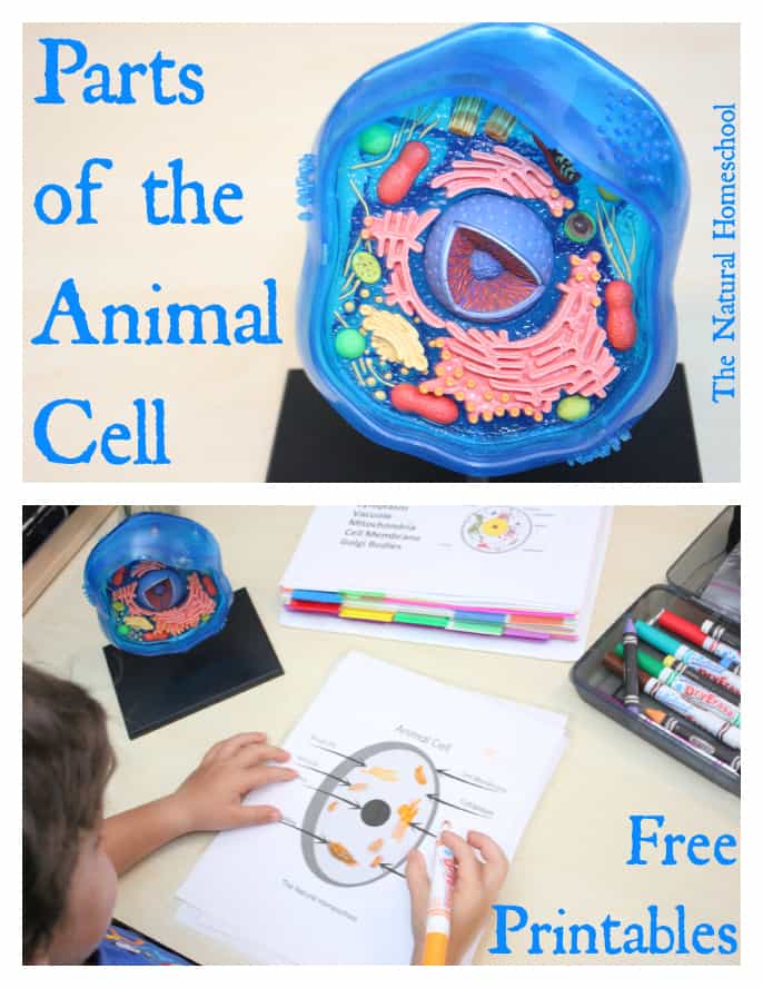 Parts of the Animal Cell Printable Set - The Natural Homeschool