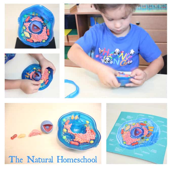 This lesson is on the Animal Cell. We learn its parts, we label them, we draw them, we use a hands-on 3D model and use a printable set (FREE to you!) to make it all easy to retain.