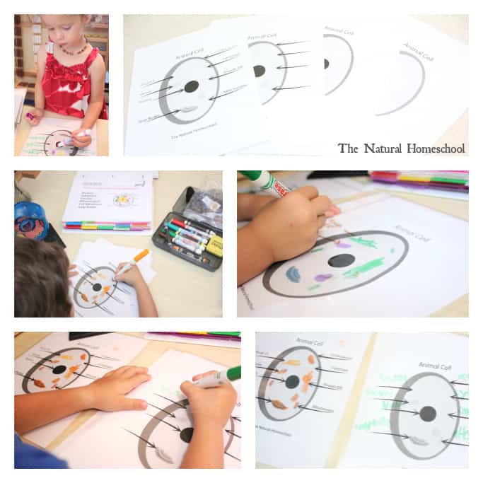 Parts of the Animal Cell Printable Set - The Natural Homeschool