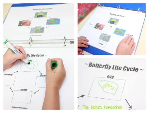 Butterfly Life Cycle Activities &amp; Crafts (Free Printable Set) - The ...