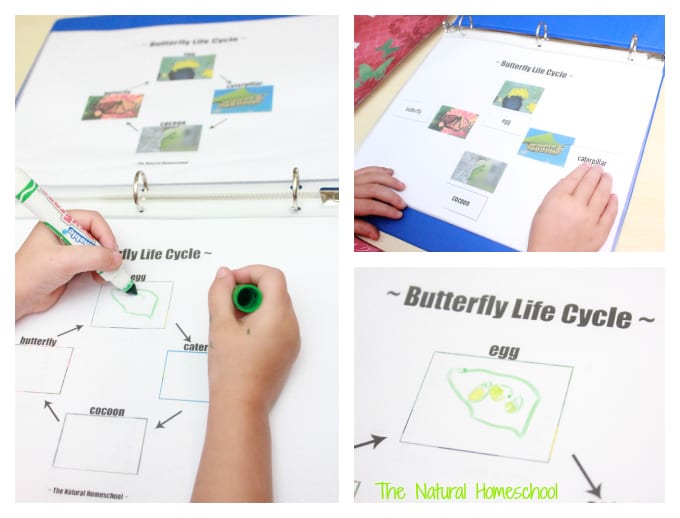 Butterfly Life Cycle Activities & Crafts (Free Printables)