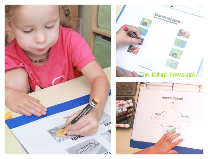 Butterfly Life Cycle Activities & Crafts (Free Printables)