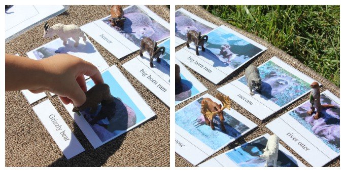 Montessori Zoology: Animals of North America (Free Printables)