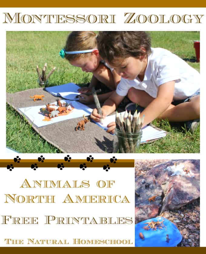 Montessori Zoology: Animals of North America (Free Printables)