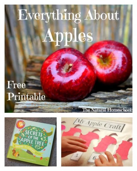 All About Apples for Back to School! {Free Printable}