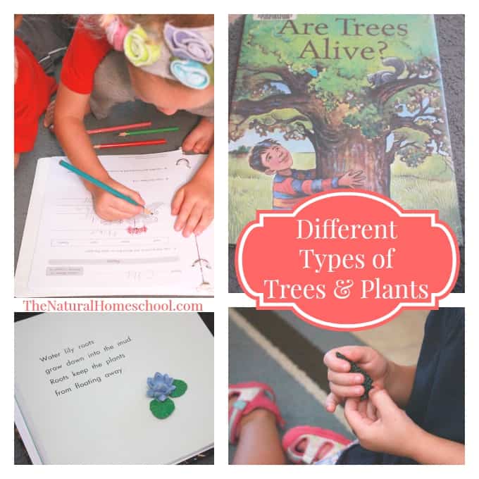 Observing Parts of Trees & Plants {Lessons, Hands-on Activities & Books}