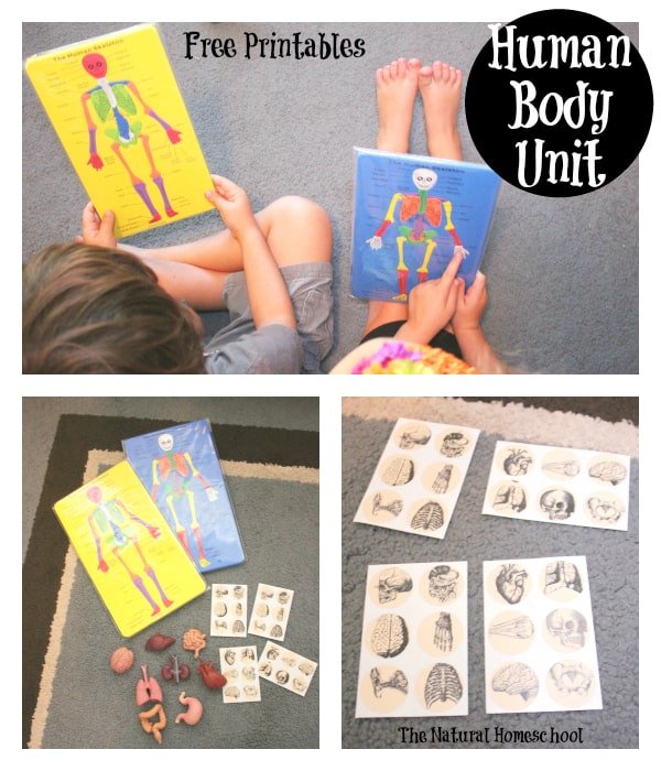 This is a human skeleton study guide. We are focusing on the skeleton. We learned so much! In this post, you will take part of all the fun we had learning about bones and how our skeletons hold us up.