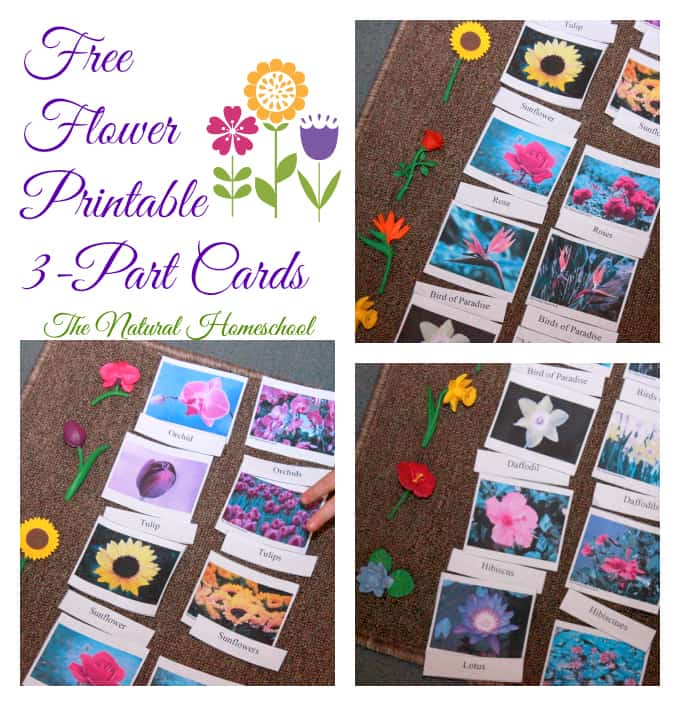 free flower printable 3-part cards