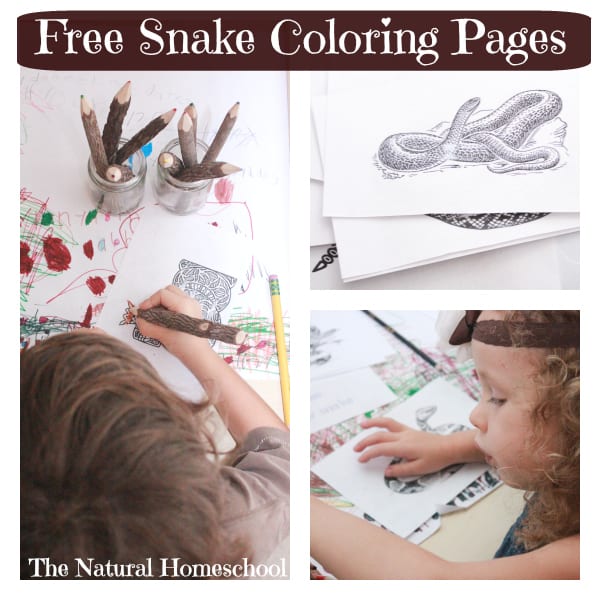 In this post, you will see all of the snake activities we did and you get to download our snake printables, including 3 awesome activities!
