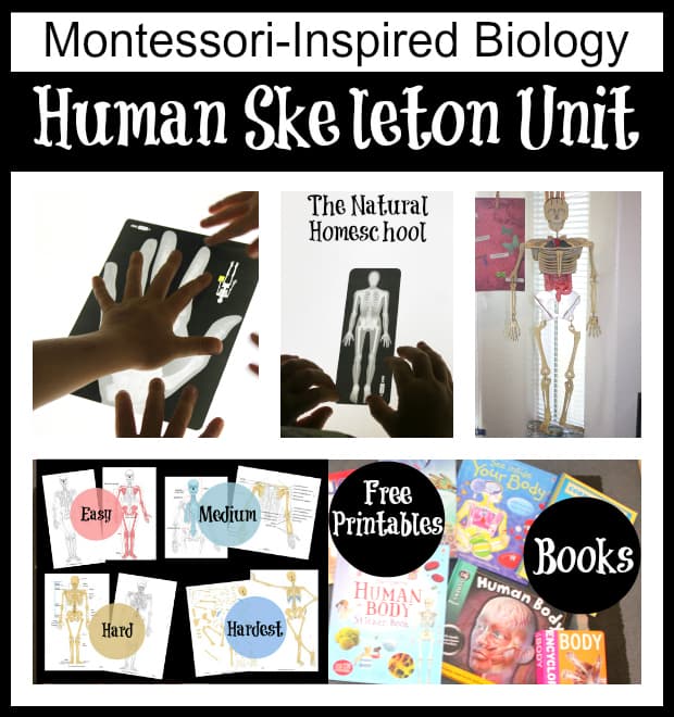 This is a human skeleton study guide. We are focusing on the skeleton. We learned so much! In this post, you will take part of all the fun we had learning about bones and how our skeletons hold us up.