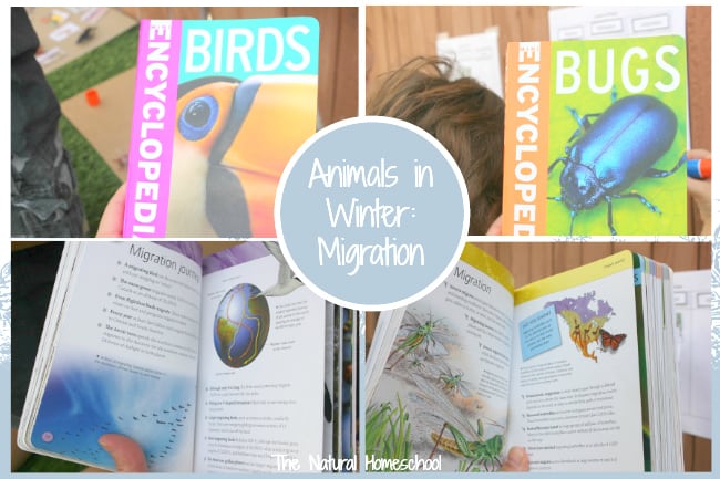 Be sure to check out our Animals in Winter – Awesome Printable Bundle because it is a complete unit, full of information about Animals in Winter: Migration, Hibernation & Adaptation. This post is an introduction, but the unit goes in depth with lots of activities, printables and ideas!