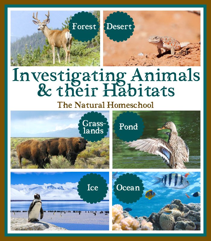 Investigating Animals & Their Habitats