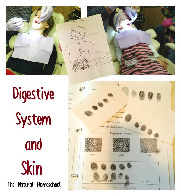 digestive skin