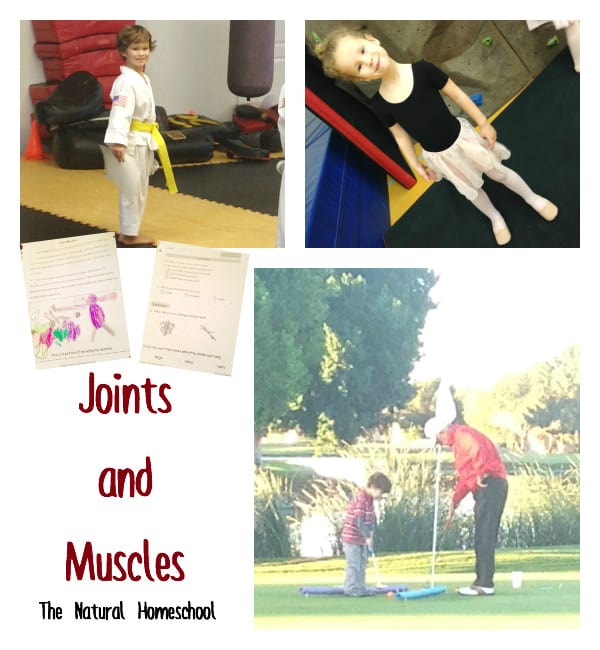 joints muscles