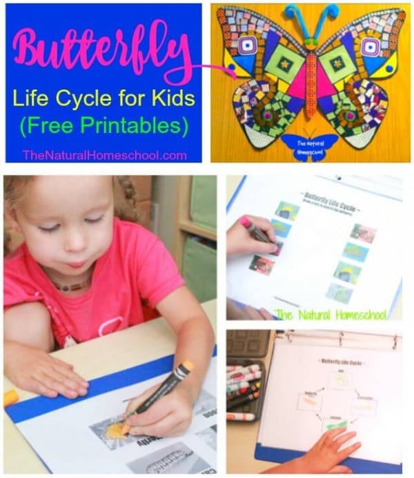 Butterfly Life Cycle for Kids (Free Printables) - The Natural Homeschool