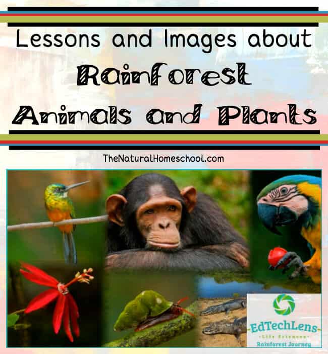 Lessons and Images about Rainforest Animals and Plants