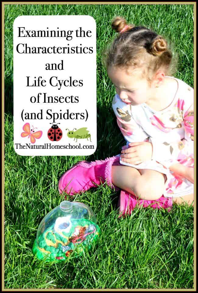 Examining the Characteristics and Life Cycles of Insects (and Spiders)