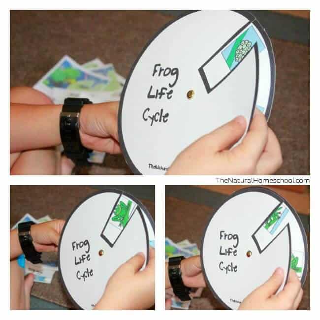 Welcome to our Frog Life Cycle for Kids post! It is such a great post, full of activities that you and your children will learn a lot from (in a fun way) with four fantastic printables that you can get right here and use in your own homeschools!