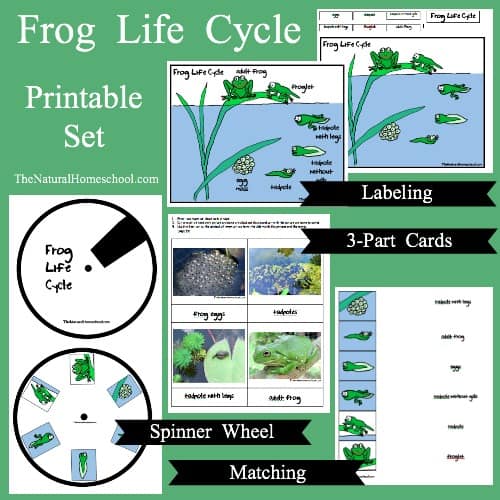 In this post you will find amazing book lists of the frog life cycle, parts of a frog for kids, fun hands-on resources, frog printables and more!
