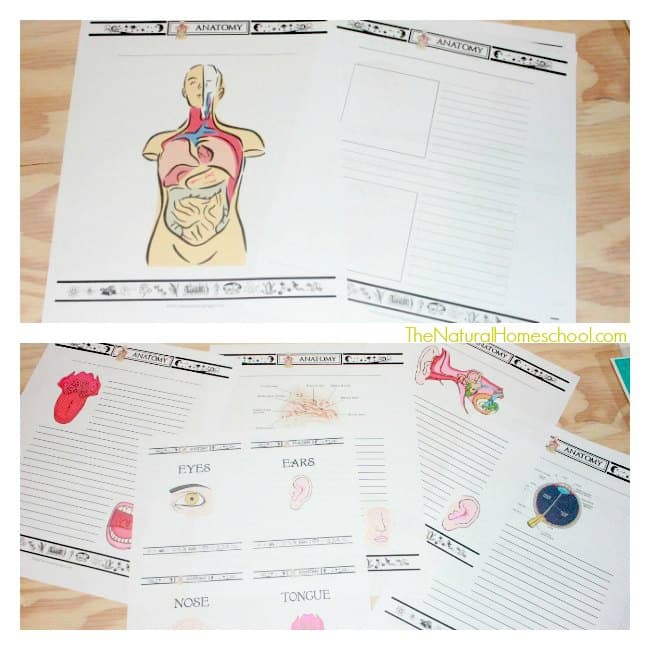 Printable Skin Lessons for Kids using Notebooking