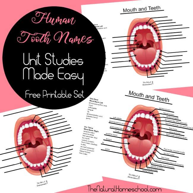 Human Tooth Names ~ Unit Studies Made Easy