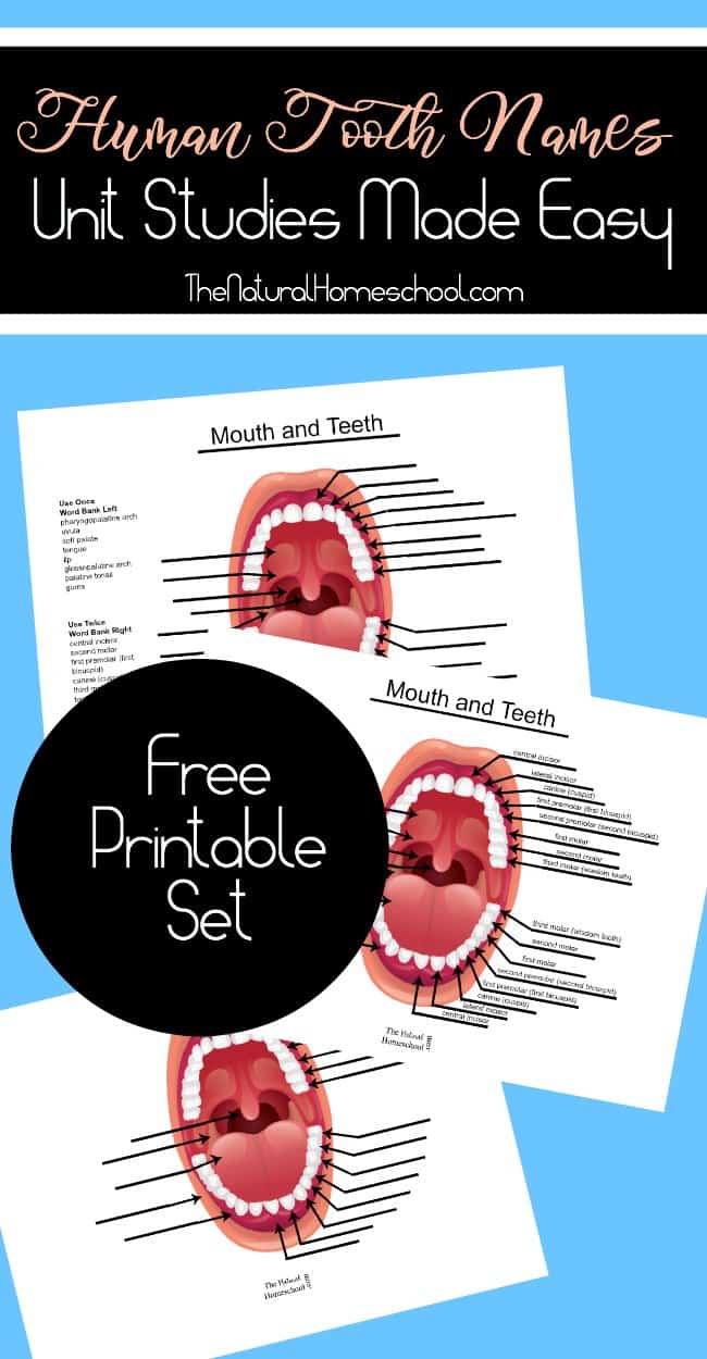 Free Human Tooth Names Printables
