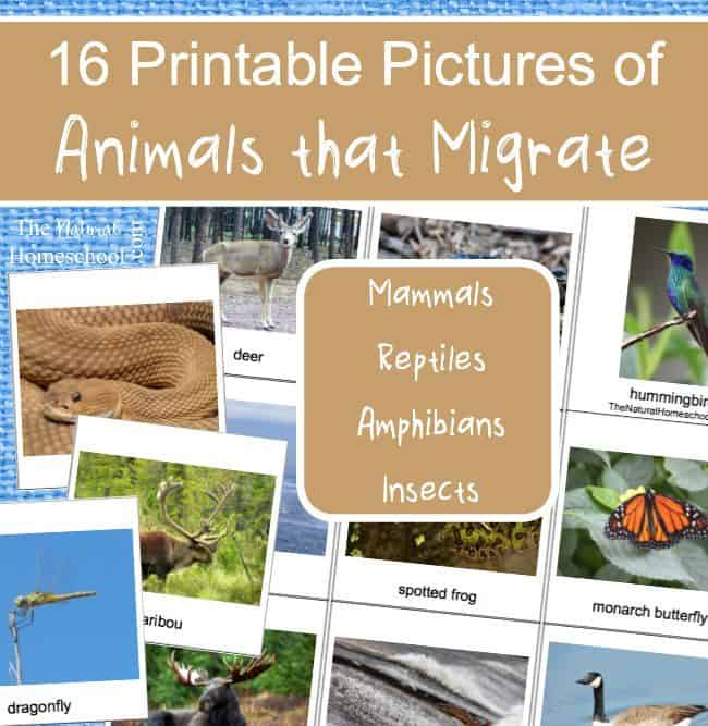 We had so much fun with our famous activity on animals in Winter that gives us an overview of hibernation, adaptation and migration (with free printable) what we wanted to expand on it some more and go more in-depth with our unit. Here, you will find free printable pictures of animals that migrate in winter! There are 16 beautiful cards!