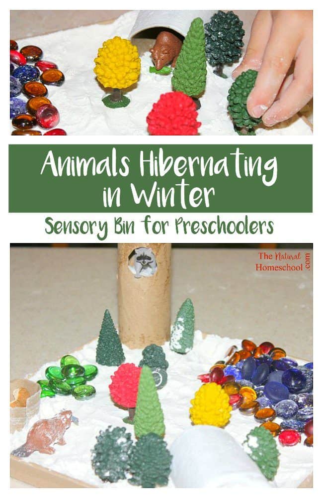 As promised, here is an awesome activity about animals hibernating in Winter! We have made some sensory bins for Preschoolers to reinforce all the learning we have been doing about animals that hibernate.