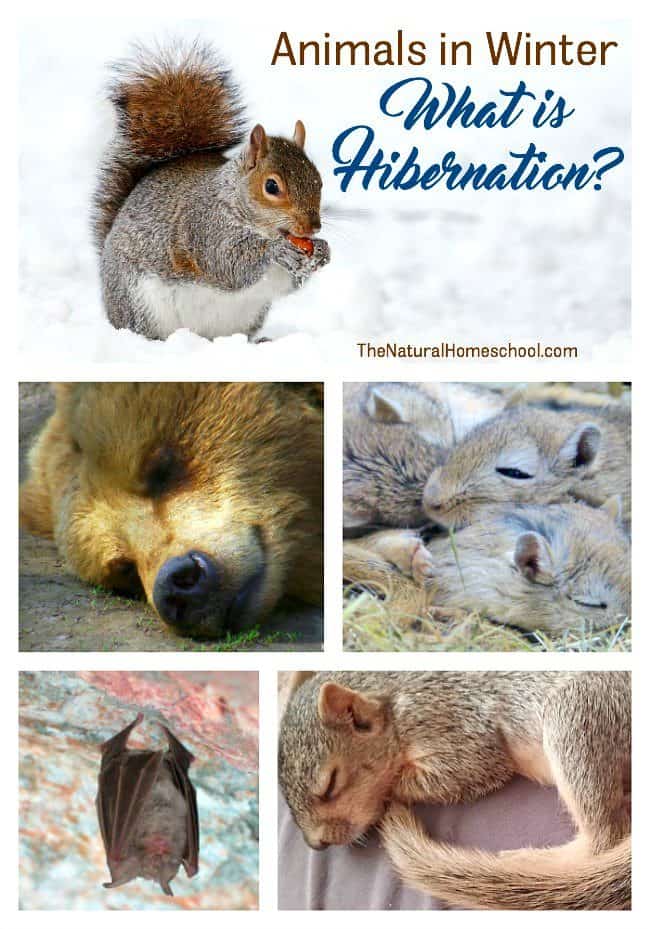 Animals in Winter Unit: What is Hibernation? - The Natural Homeschool
