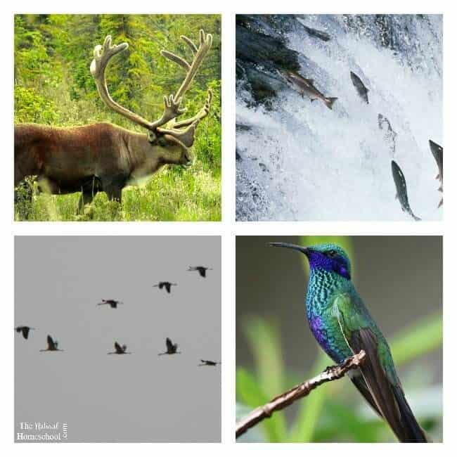 What is animal migration in Winter and why do animals migrate? It is the travel of animals to another place, for the search for food or warmer temperatures.