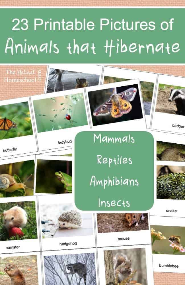 23 Printable Pictures of Animals that Hibernate - The Natural Homeschool