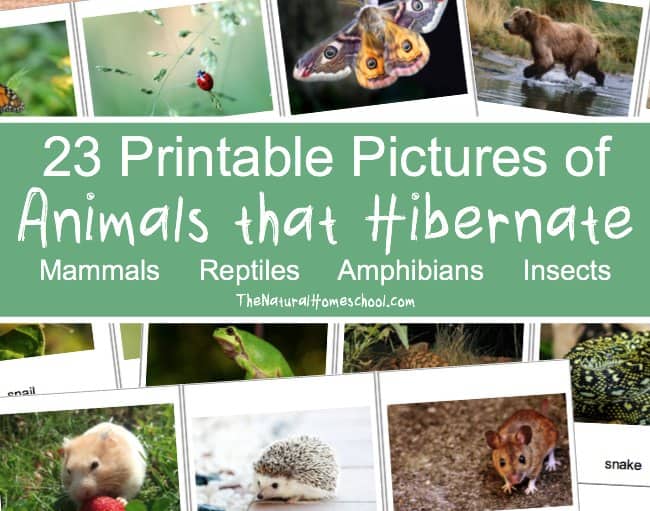 Here, you will find free printable pictures of animals that hibernate in winter! There are 23 beautiful cards!