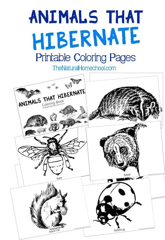 With this coloring book, you will give your littles a pretty good idea on animals that hibernate list of 18 awesome animals. Some, you might not have even known that they are animals that hibernate in Winter!