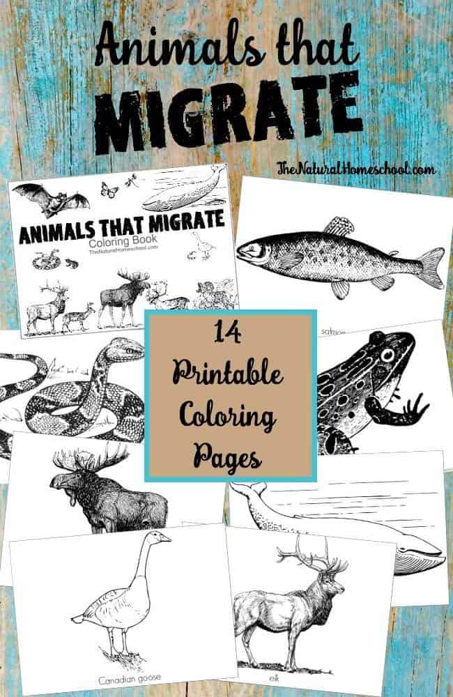 You might be wondering: What kind of animals migrate in Winter? Well, there are mammals, reptiles, amphibians and even insects! With this coloring book, you will give your littles a pretty good idea on animals that migrate list of 14 awesome animals.