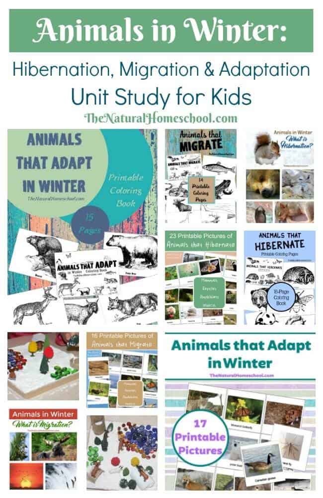 We have been really enjoying this unit study on Animals in Winter. We have learned and researched a lot! Do you know what hibernation, migration and adaptation are and what they entail?