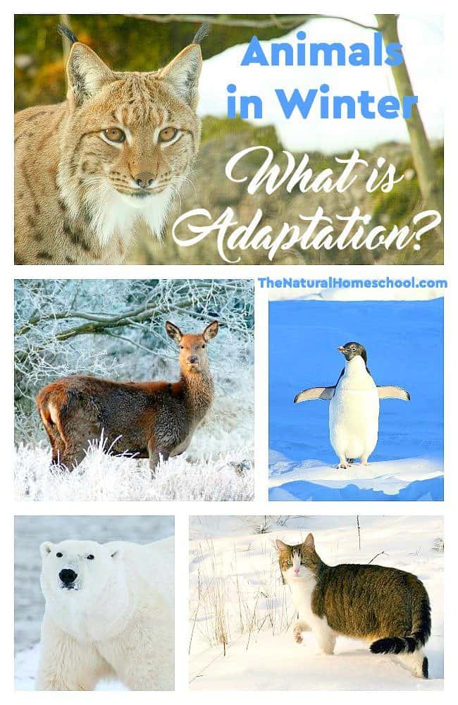 Animals in Winter: What is Adaptation? - The Natural Homeschool
