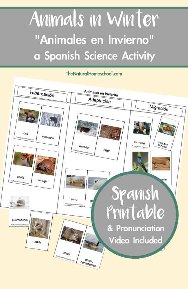 We have done a similar Animals in Winter migration, adaptation and hibernation activity before, but now, it's in Spanish!