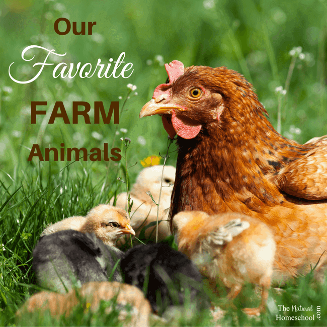 Our Favorite Farm Animals Activities - The Natural Homeschool