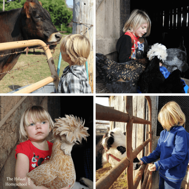 We've learned a tremendous amount about farm life in the year since our move. I think by far the best part has been understanding the roles animals play on the farm.