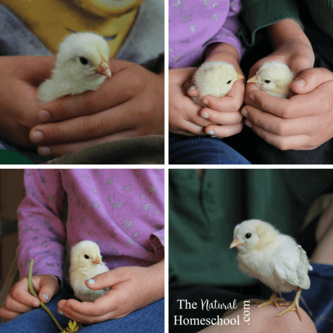 Living on a farm allows us abundant opportunity to observe and participate in many of the farm animals life cycles, but the chicken life cycle have been, by far, our favorite.