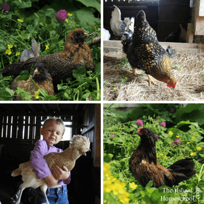 Living on a farm allows us abundant opportunity to observe and participate in many of the farm animals life cycles, but the chicken life cycle have been, by far, our favorite.