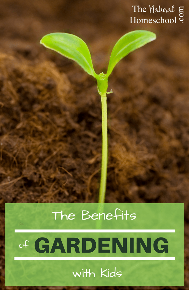 Whether you have a green thumb or a black thumb there are certainly benefits to gardening with kids. Plus, there is a plethora of natural learning opportunities along the way!