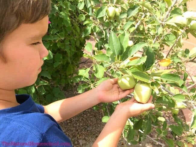 We love learning about making good food choices in our homeschool. But we go a step further: we teach kids about healthy food by showing them how to grow healthy food, too.