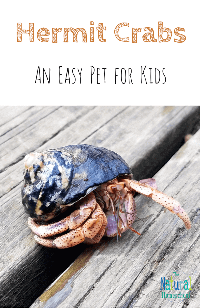 Hermit crabs make an easy pet for kids. I didn't always know this. Actually, I had never considered a hermit crab for a pet at all until our children were gifted two crabs.