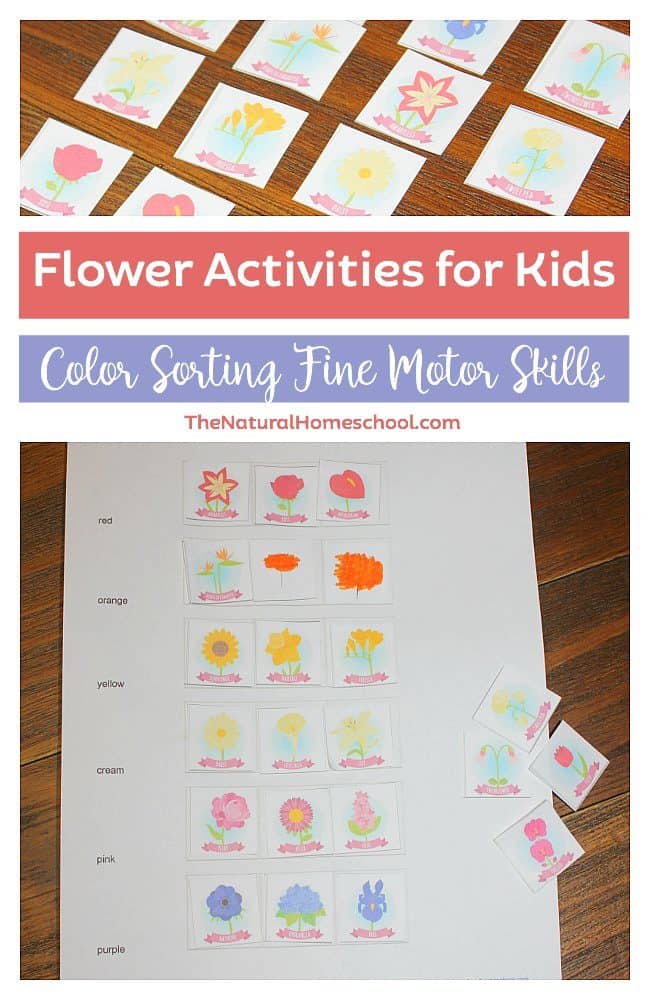 We have been having a lot of fun with our flower activities for kids series! We have flower matching memory cards and flower handwriting worksheets. Now, we have a fun color sorting activity.
