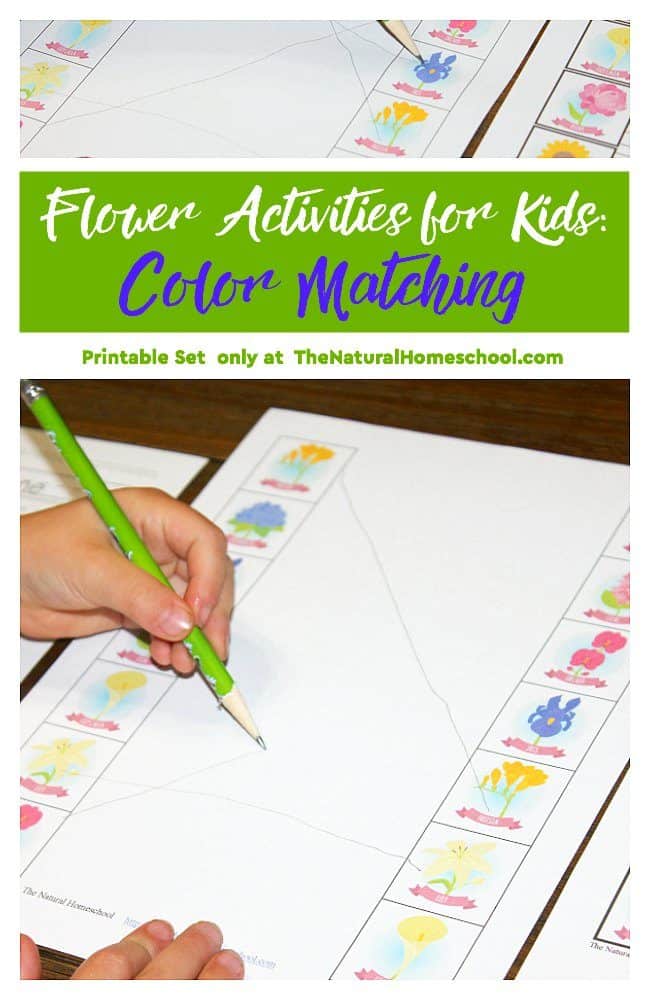 In this post, we will share with you a fun activity where a toddler or kindergartener can learn or practice colors using beautiful flowers. It is one of our favorite flower activities for kids!